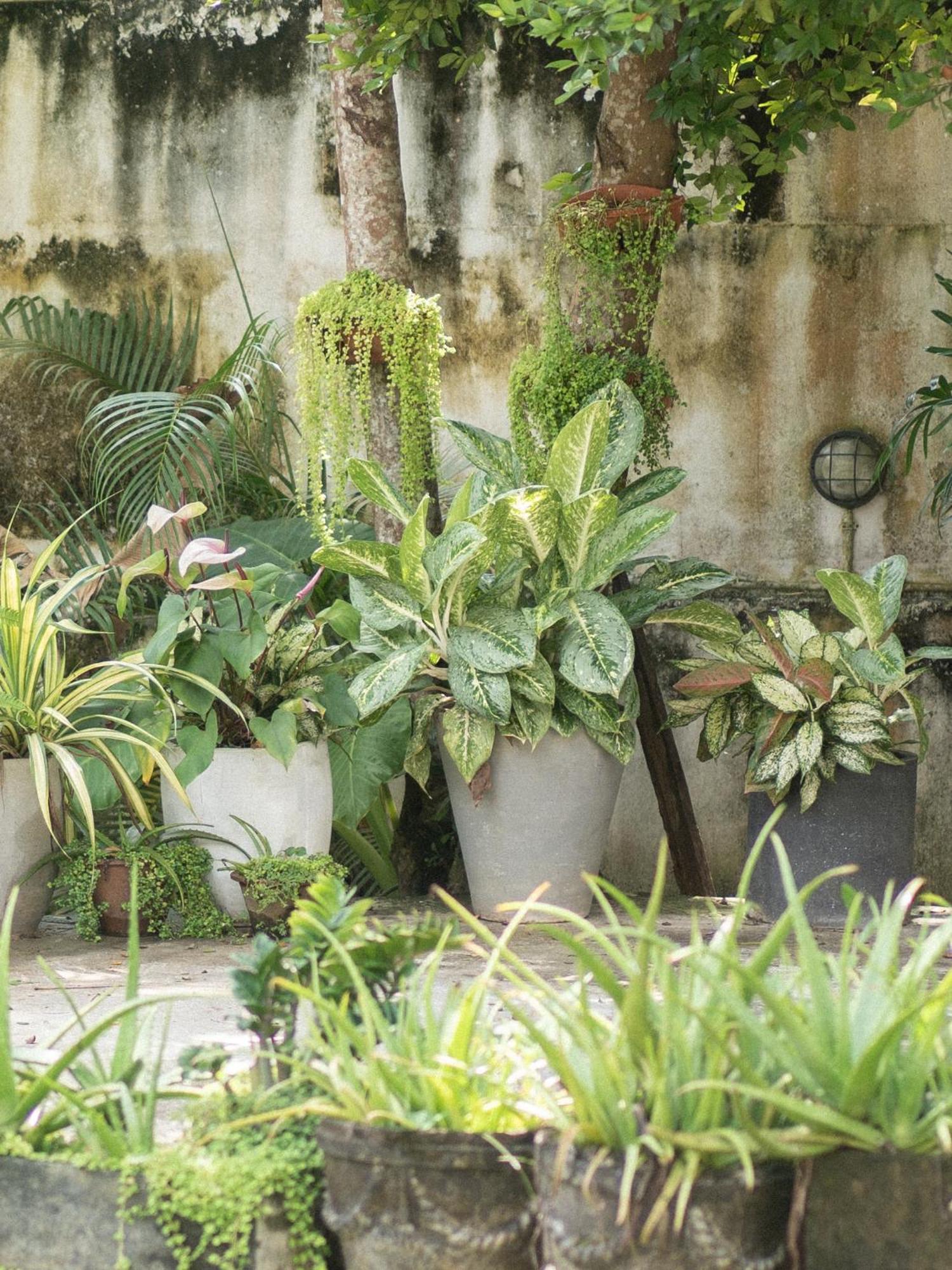 Appartamento Lotus Surf And Wellness Ahangama Esterno foto